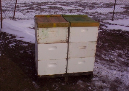 HIVES!