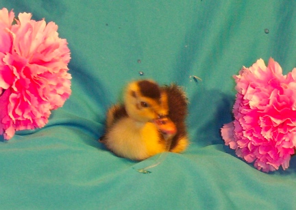 Magpie Duckling