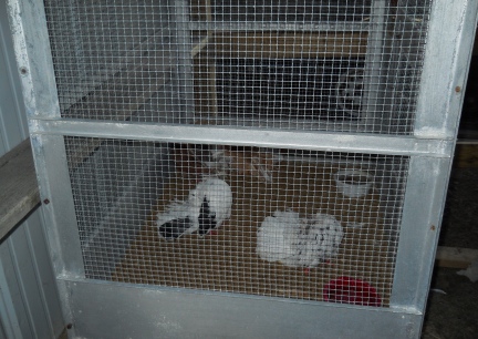 Just set up Fantail Pigeons