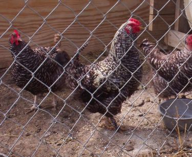 Chickens