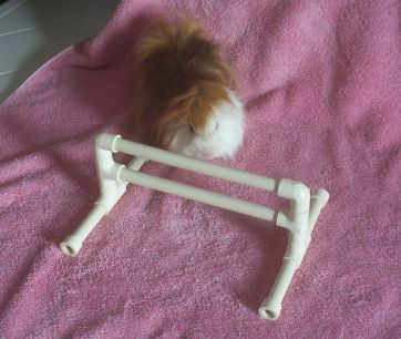 GI P Guinea ... Ready ...